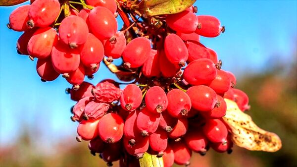آغاز برداشت  زرشک در استان اصفهان