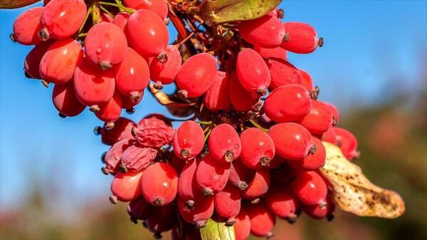 آغاز برداشت  زرشک در استان اصفهان