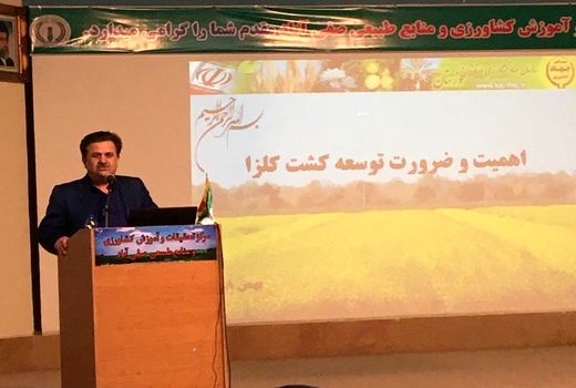 کشت کلزا ضامن پایداری تولید و کمک به امنیت غذایی