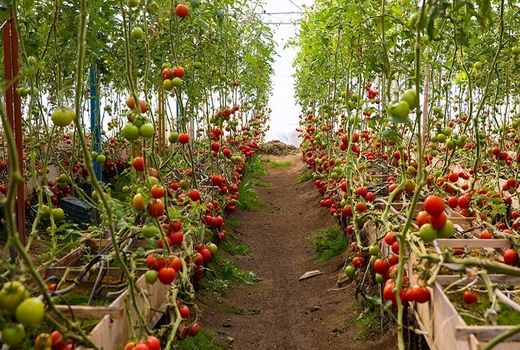 اجرای مبارزه بیولوژیک در گلخانه های شهرستان ارزوئیه