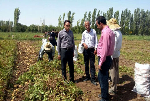 برداشت ۸۰ هزار تن سیب‌زمینی در شهرستان عجب‌ شیر 