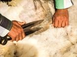 تولید بیش از ۱۴۰۰ تن پشم توسط عشایر استان ایلام