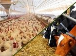 شفافیت و اصلاح ساختار، کلید توسعه پایدار صنعت دام و طیور ایران