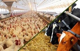 شفافیت و اصلاح ساختار، کلید توسعه پایدار صنعت دام و طیور ایران