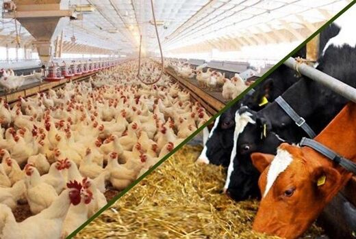 شفافیت و اصلاح ساختار، کلید توسعه پایدار صنعت دام و طیور ایران