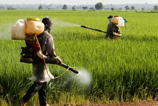 کتاب مرجع آفات و آفت‌کش‌های محصولات کشاورزی به‌روز شد