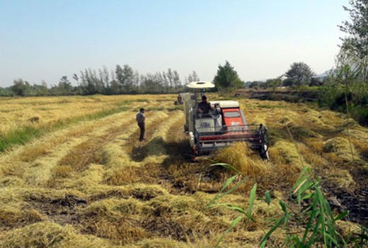 برداشت بیش از 8400 تن برنج از اراضی زراعی شهرستان خداآفرین