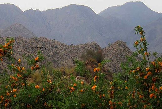 حفاظت همه‌جانبه از بزرگترین ذخیره‌گاه جنگلی انارشیطان خاورمیانه در جنوب کرمان
