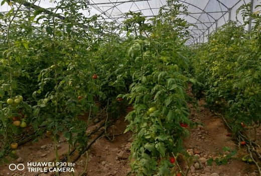  2 واحد گلخانه ای در کازرون افتتاح شد 