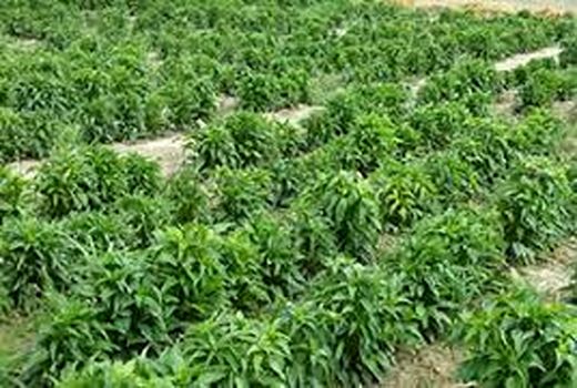 پرداخت تسهیلات کم بهره  کاشت گیاهان دارویی در مرودشت