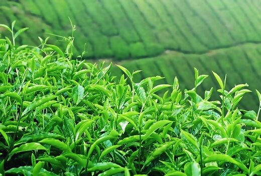 آغاز برداشت چین سوم برگ سبز چای در استان‌های گیلان و مازندران