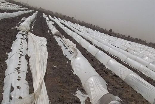 طوفان و تندباد ۲۳۵میلیارد تومان به بخش کشاورزی اصفهان خسارت وارد کرد