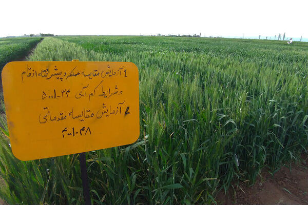اجرای سالانه ۸۰ پروژه پژوهشی در بخش کشاورزی چهارمحال و بختیاری