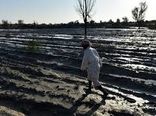 خسارت 742 میلیارد تومانی کشاورزی در سیستان