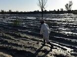 خسارت 742 میلیارد تومانی کشاورزی در سیستان