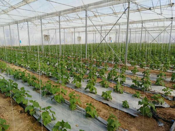 افزایش سهم تسهیلات بانکی طرح‌های گلخانه‌ای 
