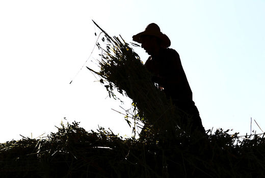 برداشت کنجد در روستای بلوچی شهرستان لارستان
