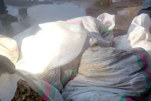 معدوم‌سازی 500 کیلوگرم چربی هزارلای گاوی در قرچک