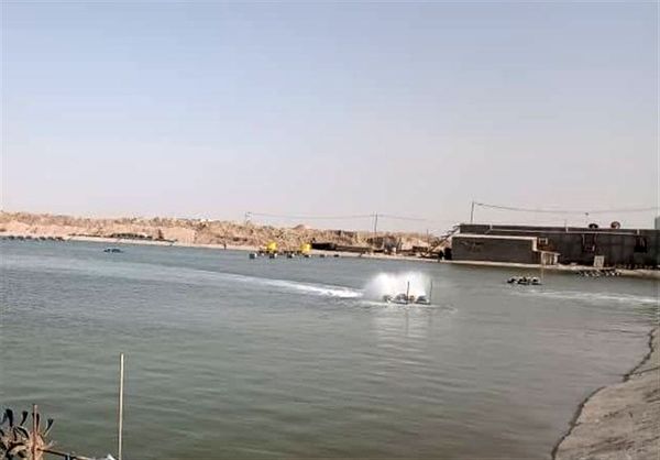 ۸ پروژه پرورش میگو در شهرستان گناوه به بهرهبرداری می رسد