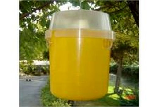 کشت مخلوط، علت تداوم نسل آفت مگس میوه است