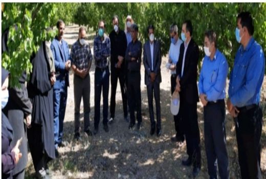 بازدید کارشناسان سازمان حفظ نباتات و مؤسسه تحقیقات گیاهپزشکی کشور از باغات زردآلوی روستاهای مروک و دو دختران شهرستان دورود