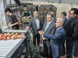 سفر هیات بازرگانی کرمانشاه به آذربایجان‌غربی برای تأمین سیب شب عید