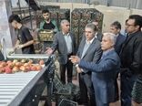 سفر هیات بازرگانی کرمانشاه به آذربایجان‌غربی برای تأمین سیب شب عید