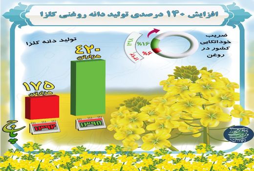 افزایش 140 درصدی تولید دانه روغنی کلزا