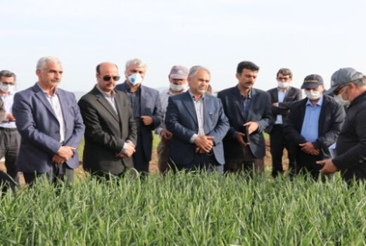 رتبه دوم کشوری استان اردبیل در مبارزه با امراض گندم