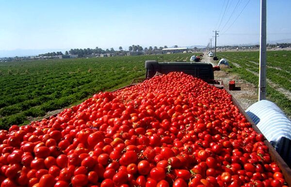 حمایت از گوجه کاران شهرستان ملکان