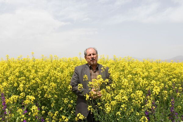 برگزاری مراسم روز مزرعه کلزا با محوریت انتقال یافته های تحقیقاتی در روستای سرای شهرستان هریس
