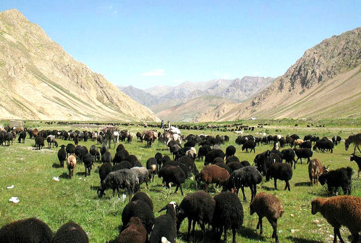 اخراج 4 هزار واحد دامی مازاد بر ظرفیت چرا از مراتع لار