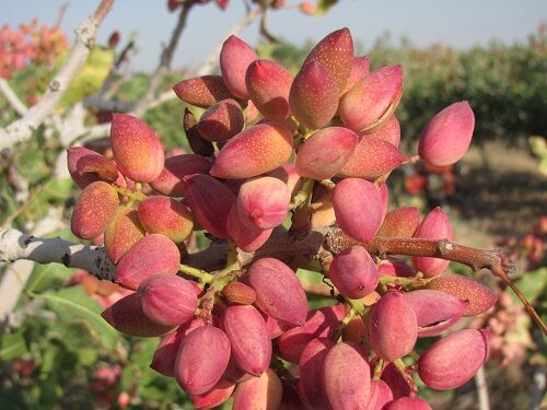 پسته نی‌ریز به بازار آمد
