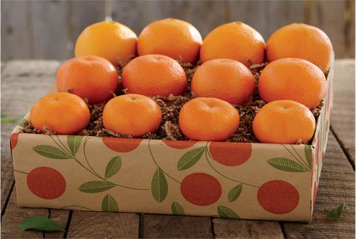 صادرات ۲۰ هزار تن نارنگی با ارزآوری 140 میلیاردی