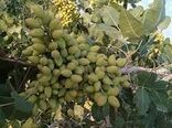 استفاده درست از ریز مغذی‌ها عملکردباغات را بهبود می‌بخشد