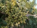 استفاده درست از ریز مغذی‌ها عملکردباغات را بهبود می‌بخشد