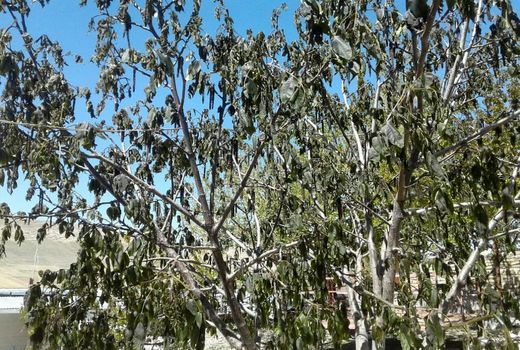 خسارت 9000میلیارد تومانی به باغات 