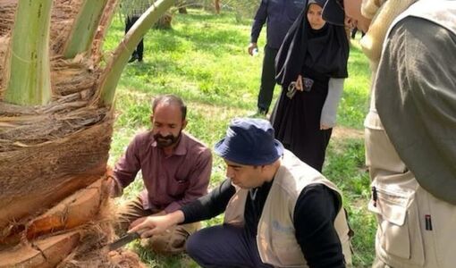 آموزش ۱۷۲۰ بهره‌بردار و کارشناس برای مدیریت تلفیقی آفات خرما