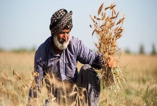 خرید تضمینی گندم در کردستان به ۱۸۴ هزار تن فزایش یافت