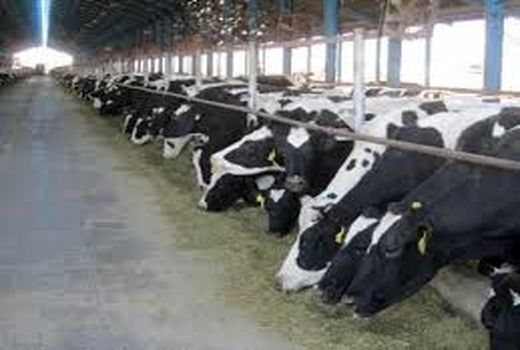 تولید ماهیانه بیش از 400 تن شیر در سپیدان