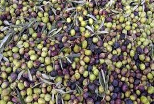 مدیر جهاد کشاورزی آبدانان از آغاز برداشت زیتون خبر داد