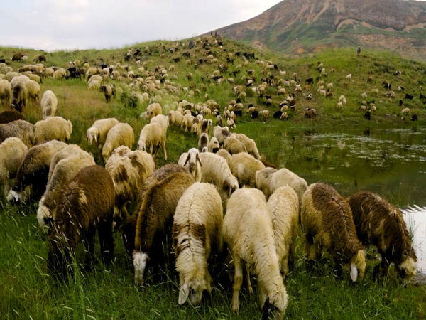 طرح پنجساله تولید قراردادی گوشت پیشنهاد شد/ بیش از سه میلیارد دلار صرفهجوبی