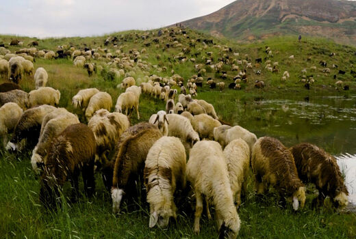 طرح پنج‌ساله تولید قراردادی گوشت پیشنهاد شد/ بیش از سه میلیارد دلار صرفه‌جوبی 