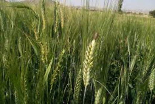 پایش سن ، آفات و بیمارهای گندم  در منطقه پشتکوه اردل