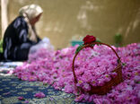 اجرای طرح بهبود تغذیه زنان روستایی و ایجاد باغچه‌های خانگی در خراسان رضوی 