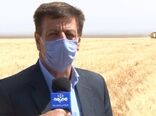 پایان برداشت جو از مزارع شهرستان نطنز