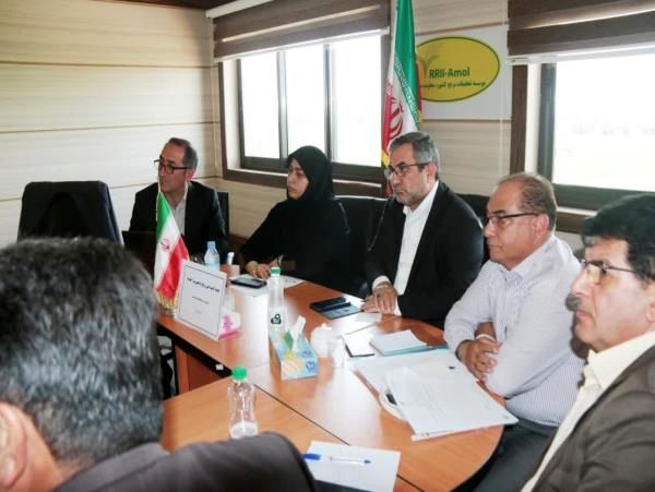 مازندران در مسیر کاهش ضایعات برنج با هدف دستیابی به پایداری تولید