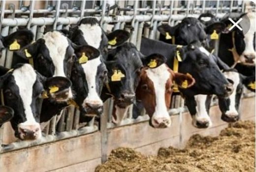 260 هزار راس از دام ها در اقلید هویت دار شدند