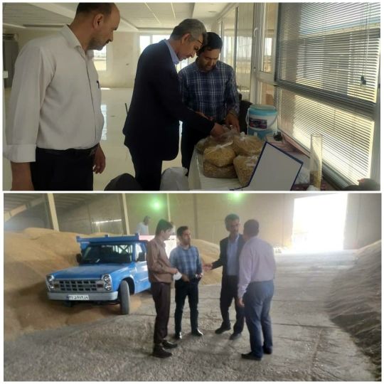 خرید تضمینی ۲۷ هزار تن گندم از کشاورزان شهرستان آبیک