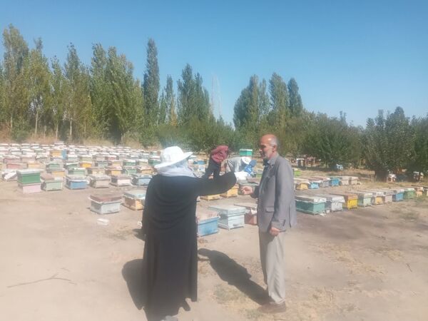 آذربایجان‌غربی رتبه نخست تولید عسل کشور/ سرشماری زنبورستان‌ها تا ۱۷ مهر ادامه دارد